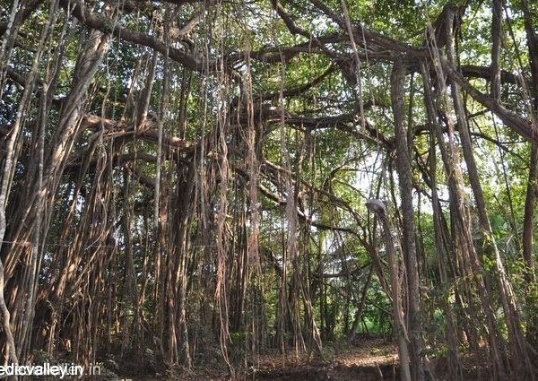 Sacred Banyan tree
