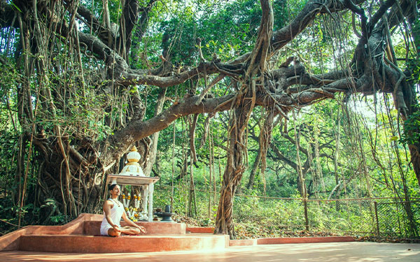 Banjan Tree at Vedic Valley