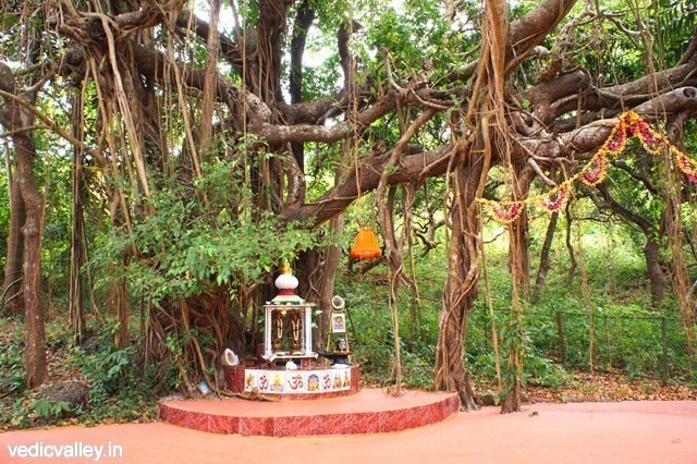 Sacred Banyan tree