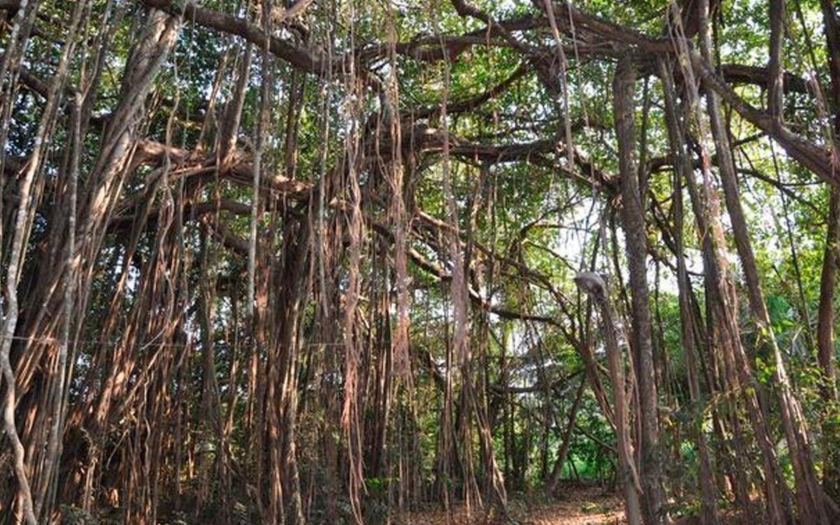 Sacred Banyan Tree